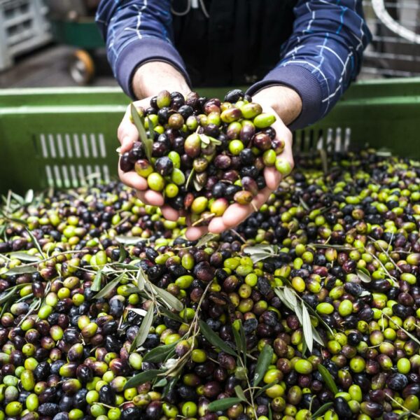 olive oil tasting a great tasting experience-2