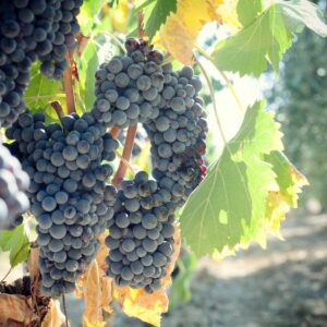 wine tasting in a tuscan podere